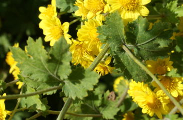 跡見群芳譜(野草譜 シマカンギク)